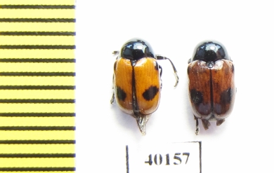 Chrysomelidae sp.  Russia, Krasnodar reg. - INSECTS-STORE.RU
