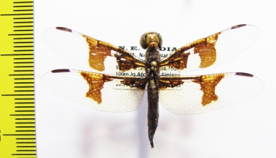 Odonata sp.  India, Assam - INSECTS-STORE.RU