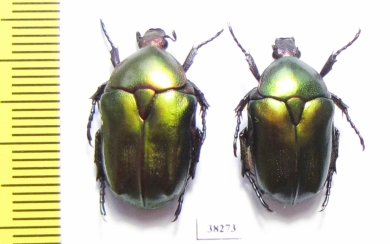 Protaetia cuprea cuprea  Greece - INSECTS-STORE.RU