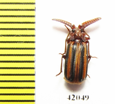 Paussinae sp.  South Africa Rep. - INSECTS-STORE.RU