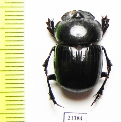 Catharsius sp.  Zambia - INSECTS-STORE.RU