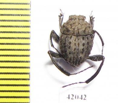 Sisyphus sp.  South Africa Rep. - INSECTS-STORE.RU