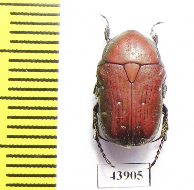 Gametis forticula formosana  Taiwan - INSECTS-STORE.RU