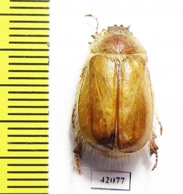 Sparrmannia sp.  Namibia - INSECTS-STORE.RU