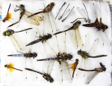 Odonata sp.  Russia, Tver reg. - INSECTS-STORE.RU