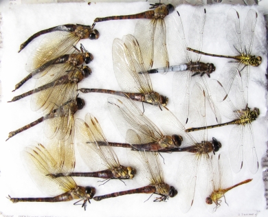 Odonata sp.  Russia, Astrakhan reg. - INSECTS-STORE.RU