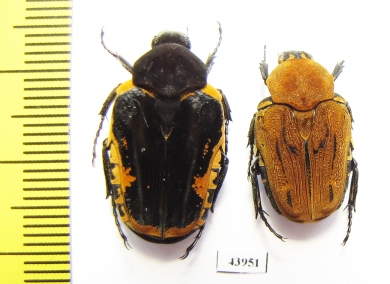 Taeniodera flavofasciata formosana, pair  Taiwan - INSECTS-STORE.RU