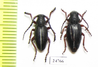 Dorcadion lineatocolle, pair  Macedonia - INSECTS-STORE.RU