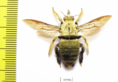 Hymenoptera, Xylocopa sp.  Indonesia, Java - INSECTS-STORE.RU