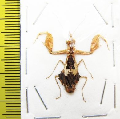 Ceratomantis sausurii  Malaysia - INSECTS-STORE.RU
