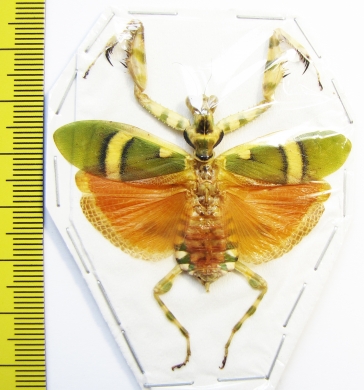 Theoprobus elegans  Malaysia - INSECTS-STORE.RU