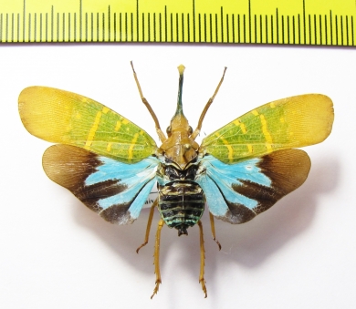 Saiva transversolineata  Indonesia, Kalimantan - INSECTS-STORE.RU