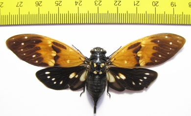 Ambragaeana ambra  Thailand - INSECTS-STORE.RU