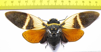 Angamiana floridula  Thailand  127mm - INSECTS-STORE.RU