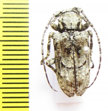 Cerambycidae sp.  Australia - INSECTS-STORE.RU