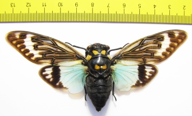 Tosena splendida  Thailand - INSECTS-STORE.RU