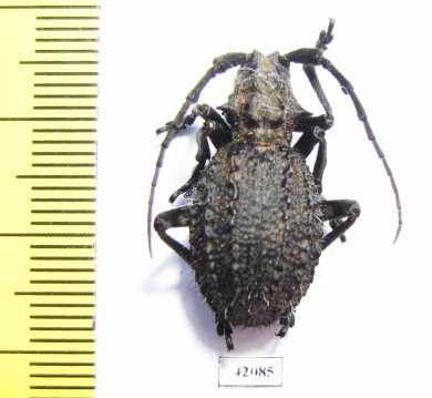 Phantasis sp.  Zambia - INSECTS-STORE.RU