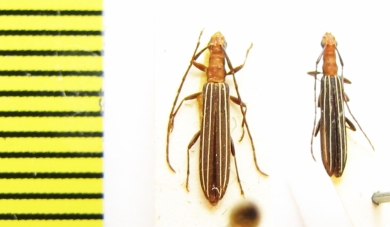 Syllitus grammicus  Australia - INSECTS-STORE.RU
