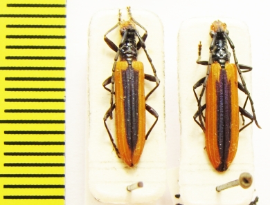 Stenoderus suturalis  Australia - INSECTS-STORE.RU
