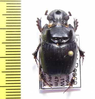 Dichotomius sp.  Peru - INSECTS-STORE.RU