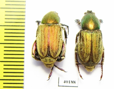 Glaphyrus aulicus, pair  Israel - INSECTS-STORE.RU