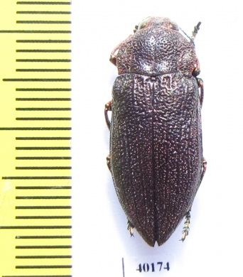 Pseudoperotis subrugosus  Namibia - INSECTS-STORE.RU