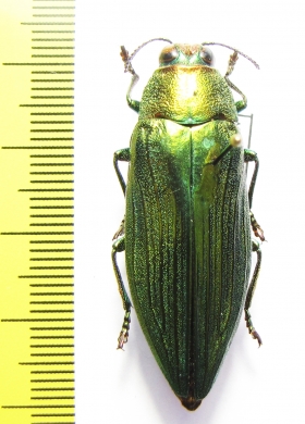 Chrysochroa purpureiventris  Thailand - INSECTS-STORE.RU