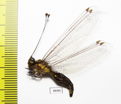 Ascalaphidae sp.  Malaysia - INSECTS-STORE.RU