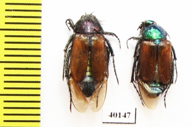 Eulasia kuschakevitschi  Afghanistan - INSECTS-STORE.RU