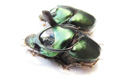 Proagoderus mouhoti, pair  Thailand - INSECTS-STORE.RU