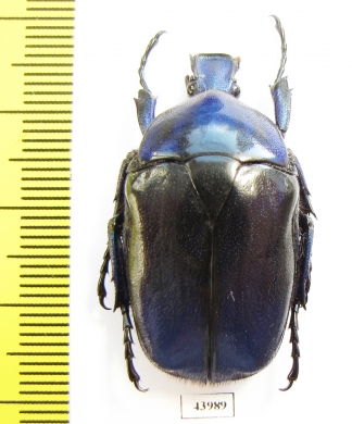 Torynorrhina flammea  Thailand - INSECTS-STORE.RU