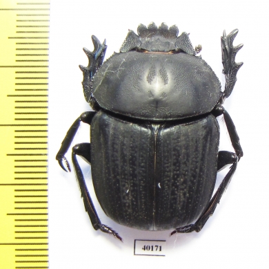 Kheper sp.  Namibia - INSECTS-STORE.RU