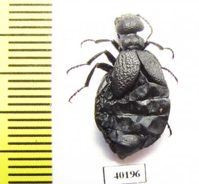 Meloe sp.  Kazakhstan - INSECTS-STORE.RU
