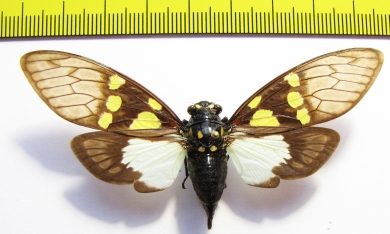 Gaeana cheni  Thailand - INSECTS-STORE.RU