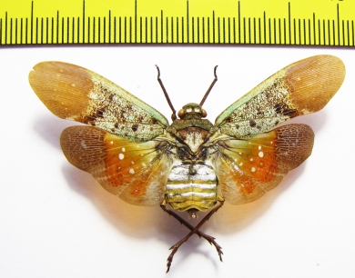 Penthicodes farinosa tulia  Indonesia, Sulawesi - INSECTS-STORE.RU