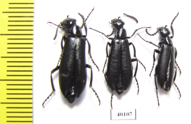 Lytta melaena  USA - INSECTS-STORE.RU