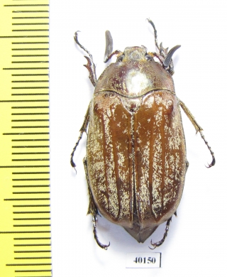 Melolontha sp.  China, Sichuan prov. - INSECTS-STORE.RU