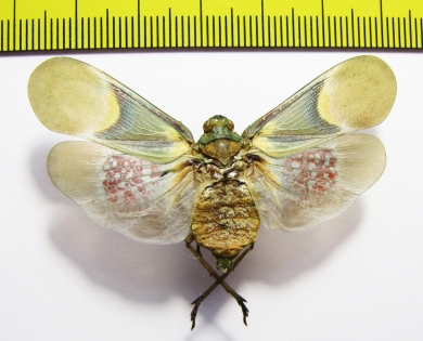 Scamandra tamborana  Indonesia, Lombok isl. - INSECTS-STORE.RU