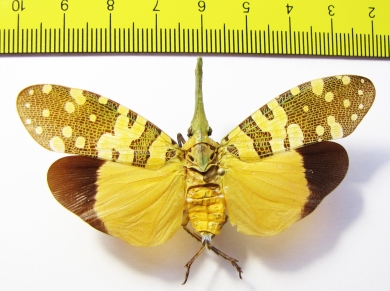Pyrops viridirostris  Thailand - INSECTS-STORE.RU