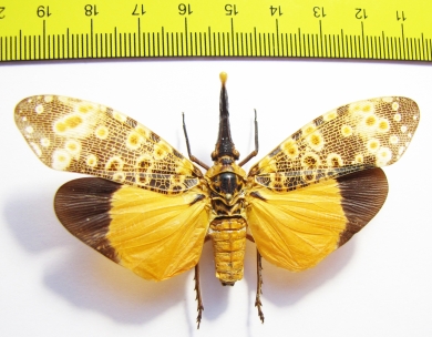 Pyrops lathburii  Thailand - INSECTS-STORE.RU
