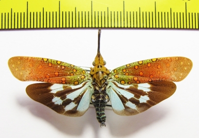 Saiva gemmata  Thailand - INSECTS-STORE.RU