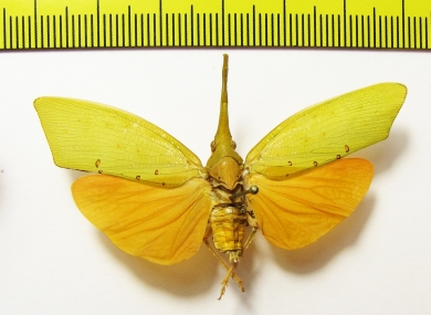 Saiva cultellata  Malaysia - INSECTS-STORE.RU