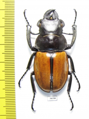Odontolabis gazella  Indonesia, Kalimantan - INSECTS-STORE.RU