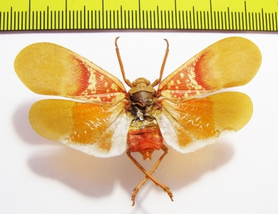 Scamandra sp.  Philippines - INSECTS-STORE.RU