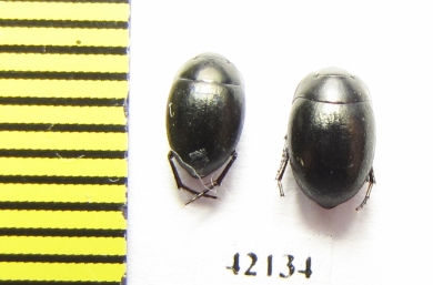 Tenebrionidae sp.  Namibia - INSECTS-STORE.RU