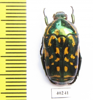 Poecilopharis truncatipennis  Indonesia, Kei Besar isl. - INSECTS-STORE.RU