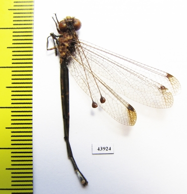 Ascalaphidae sp.  Sierra Leone - INSECTS-STORE.RU