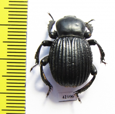 Gonopus sp.  South Africa Rep. - INSECTS-STORE.RU