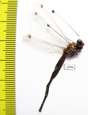 Ascalaphidae sp.  Sierra Leone - INSECTS-STORE.RU