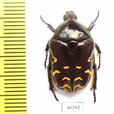 Protaetia celebica  Indonesia, Sulawesi - INSECTS-STORE.RU